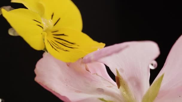 Ervas floridas Macro belas flores amarelas e rosa com uma gota como ele flui — Vídeo de Stock