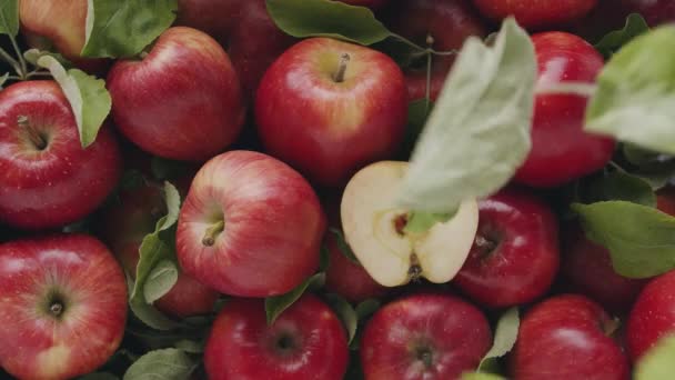 Hermosa composición de manzana roja con muchas hojas fruta deliciosa orgánica cruda — Vídeos de Stock