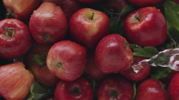 Όμορφη σύνθεση κόκκινου μήλου με πολλά φύλλα φρούτων νόστιμα με νερό — Αρχείο Βίντεο