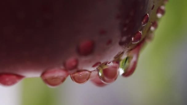 Macro manzana hermosa composición del árbol en el jardín una gota de agua fluye — Vídeos de Stock