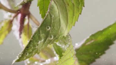 Buzlu limonlu soda için yavaş çekimde taze naneli içecek.