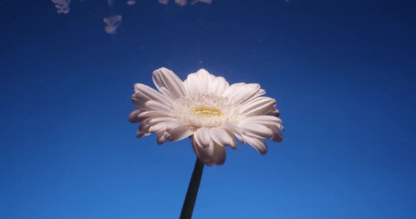 Schöne weiße Blume im Wasser auf blauem Hintergrund abstrakte weiße Farbe — Stockvideo