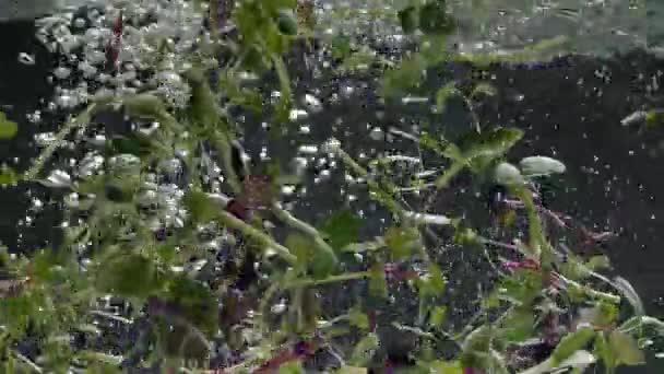 Plantas de microgreens frescas Germinación en agua Brotes de árboles en rotación en agua — Vídeo de stock