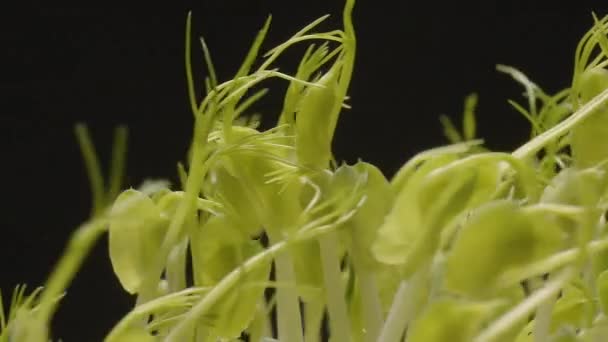 Микро-зеленый горох Прорастание фасоли Растения сеет веганские сырые свежие продукты — стоковое видео