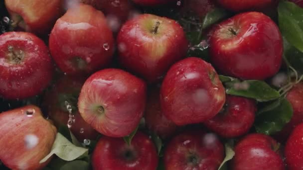 Vacker röd äpple sammansättning med många blad frukt läcker med vatten — Stockvideo