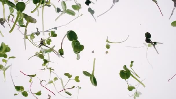 Creatieve microgreens Kiemkracht Boom plant spruiten in roteren in water — Stockvideo