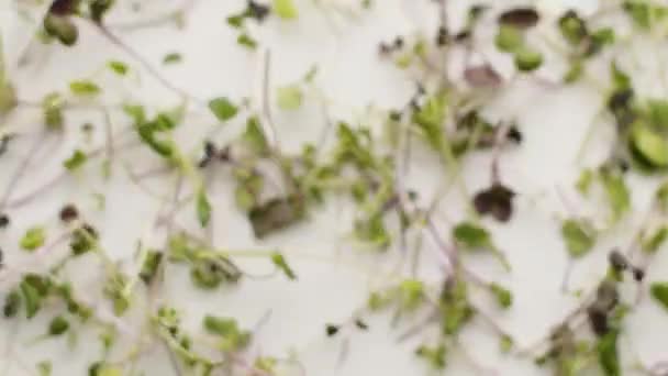 Criativo tiro fresco microgreens plantas voa no ar alimento cru bio conceito — Vídeo de Stock