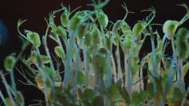 Micro greens Ervilhas Feijões Germinação Plantas em diferentes cores claras — Vídeo de Stock