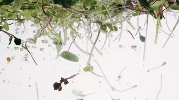 Свежие микро зеленые растения Прорастание они падают и красиво поворачиваются в воде — стоковое видео