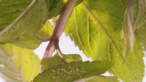 Groene muntblaadjes drijvend in helder transparant water verse munt voor limonade — Stockvideo