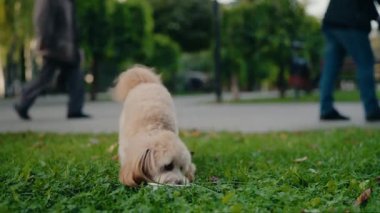 Şirin pofuduk köpek canlı bir park ortamında dışarıda yemek yemekten hoşlanıyor. İnsanlar gelip geçiyor, gündelik hayata bir dokunuş ekliyorlar. Bu büyüleyici video, bir köpeğin yemeğin tadını çıkarmasının basit bir zevkini yakalıyor.