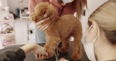 Groomer yavru köpek saçlarını tarıyor. Profesyonel evcil hayvan tımarcısı makasıyla sevimli köpek tıraşı yapıyor. Kadın kuaförde kuaförlük yapıyor. Bakım salonu.