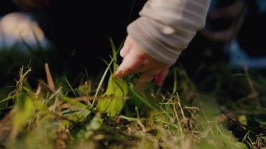 Küçük bir çocuk doğayı keşfederken, aile pikniğinde yeşil çimenlere nazikçe dokunurken yakalanan hassas bir an. Piknik sırasında Çimenlere Dokunan Bir Çocuğun Yakın Çekimi.