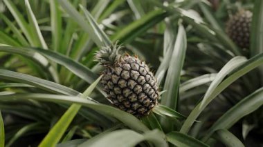 Tropikal Çiftlikte Ananas Yetiştirme Yaprakları. Tek bir ananas, tropikal bir ortamda, doğal tarım ve bitki büyümesini ön plana çıkaran kalın yeşil yapraklardan çıkar..