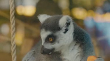 Halka kuyruklu bir lemur hayvanat bahçesinde oturur ve bir parça meyvenin tadını çıkarır. Portakal dilimini yerken etrafına bakıyor. Arka plan bulanık ama ipler ve ışıklar görülebilir..