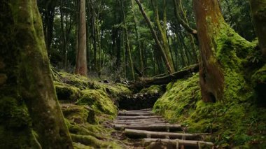 Bereketli, yosun kaplı ağaçlarla çevrili ahşap merdivenli sakin bir orman manzarası. Huzurlu, doğa temalı projeler için ideal. Yosun yetiştirilmiş orman manzarası ve kütük basamakları