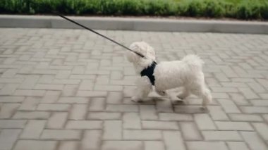 Tasmalı küçük beyaz bir köpek sahibinin yanında asfalt bir yolda yürüyor. Köpek ve insan dingin yeşil bir alanda geziniyor. Tapılası Malta 'lı dışarıda rahatça dolaşmayı seviyor..