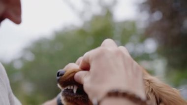 Adam altın köpek dişlerini kontrol ediyor. Köpek, parktaki sahibinin ilgisinden hoşlanır. Veteriner bakımı, köpek sağlığı, evcil hayvan sevgisi. Altın Cocker Spaniel Köpek.