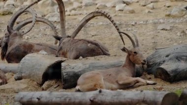 Bir hayvanat bahçesinde dinlenen Markhors: Bir grup görkemli işaret bir hayvanat bahçesinin kumlu muhafazasında dinleniyor. Bazıları uzanırken, diğerleri tetikte, büyük, kıvrımlı boynuzları çarpıcı bir özellik..