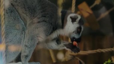 Halka kuyruklu lemur yemek yer ve bir hayvanat bahçesindeki oyun alanı ekipmanlarıyla etrafa bakar. Memeliler, bulanık muhafaza camından doğrudan kameraya bakar. Meraklı lemur eğlencelidir, mutludur,