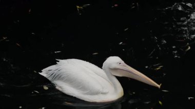 Görkemli beyaz bir pelikan, durgun ve karanlık sularda süzülüyor. Sonbahar yaprakları yüzeyde sürükleniyor. Belirgin gagası ve tüyleri, bulanık derinliklerle tezat oluşturuyor. Huzurlu ama büyüleyici bir sahne yaratıyor..