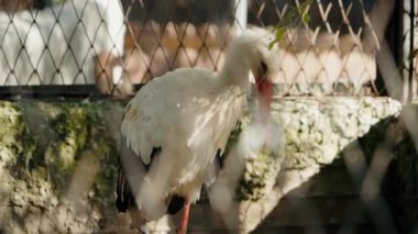 Hayvanat bahçesinde beyaz bir leylek duruyor. Etrafına bakar, tüylerini yolar ve tek bacağının üzerinde dinlenir. Çitin arkasında başka hayvanlar da görülebilir..