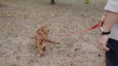 Bir adam parkta köpeğini kırmızı bir tasmayla gezdirir. Köpek önde yürüyor ve adamın takip ettiği kuru otları kokluyor. Kırmızı tasma kurumuş çimenlerin üzerinde duruyor. Parkın etrafında yapraklar dökülüyor.