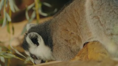 Hayvanat bahçesindeki halka kuyruklu bir lemurun yakın çekimi. Lemur 'un gri ve beyaz kürkü ve büyük turuncu gözleri vardır. Tahta bir kirişe tünemiş, yeşil yapraklı küçük bir dalı kokluyor..