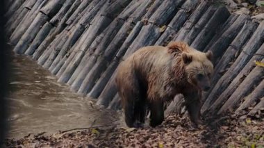 Büyük kahverengi bir ayı hayvanat bahçesindeki bir derenin kenarında yürür. Ayı sudan ıslandı ve yiyecek arıyor gibi görünüyor..