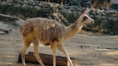 Hayvanat bahçesinde bir lama dolaşır. Lama açık kahverengi ve beyazdır. Metal bir yalağın yanından geçiyor. Arka planda bir güvercin yürüyor. Zemin kumlu..