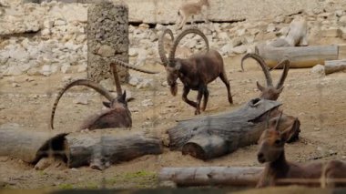 Boynuzları büyük olan dağ keçisi dinleniyor, yürüyor ve hayvanat bahçesinde oynuyor. Tel örgülerin arkasında kum ve kütüklerle çevrili. Büyük boynuzları olan bir grup dağ keçisi kumların üzerinde bir kabın içinde yürür. Yaz günü.