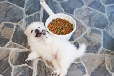 Sevimli Japon Spitz köpek yavrusu dalgalar bir gıda kase yanında bir kamera