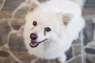 Genç Japon bakıyorsun Spitz köpek