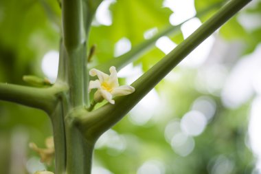 Yağışlı sezon sırasında Tayland çiçek açması papaya çiçek