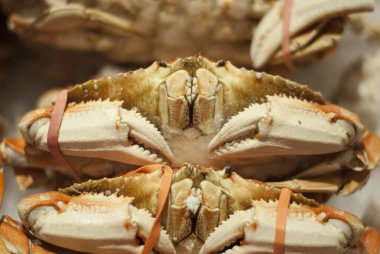 Bir çiftçi pazarda Dungeness Yengeç