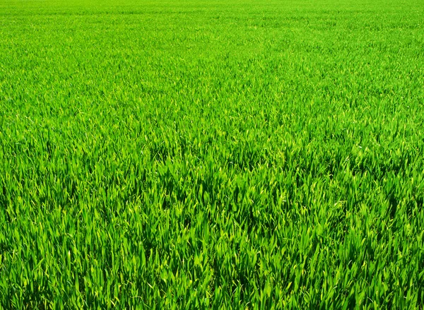 Fundo de uma grama verde — Fotografia de Stock