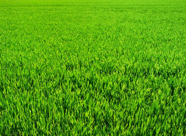 Fondo de una hierba verde — Foto de Stock