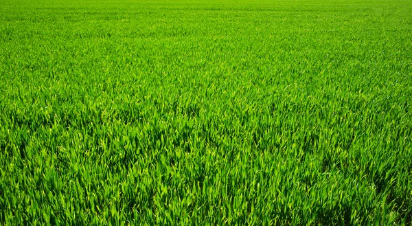 Зелений газон для фону — стокове фото