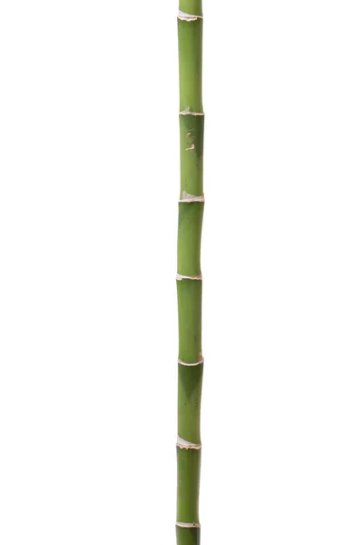 Bambú fresco aislado sobre fondo blanco — Foto de Stock