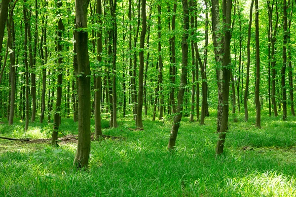 Bosque verde —  Fotos de Stock