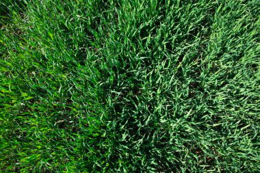 arka planı yeşil çimen