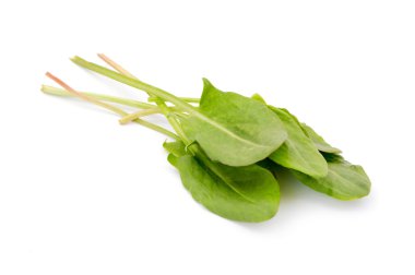 Beyaz arkaplandaki sorrel izole