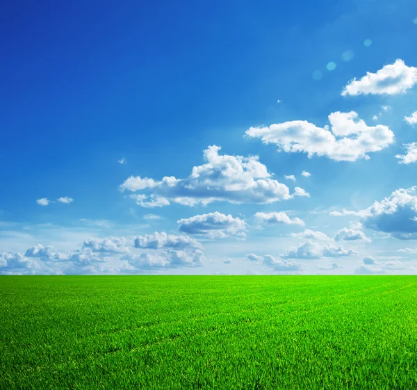 Field of grass and perfect sky — Stock Photo, Image