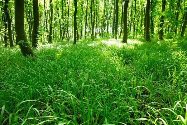 Bosque verde —  Fotos de Stock