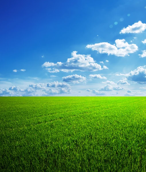 Field of spring grass and beautiful sky — Stock Photo, Image