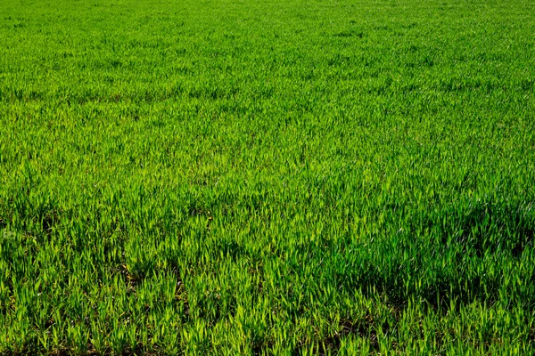 Hierba verde — Foto de Stock