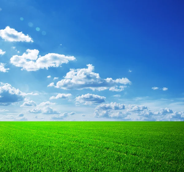 Field of grass and perfect sky — Stock Photo, Image