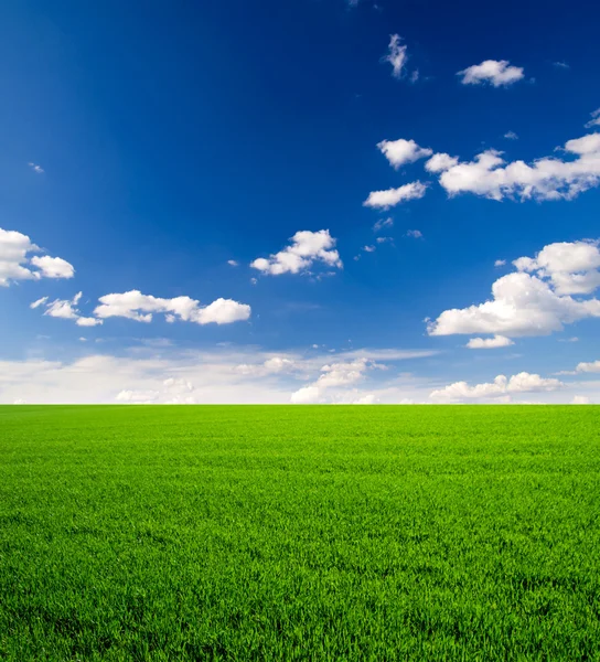 Grüne Wiese und blauer Himmel — Stockfoto