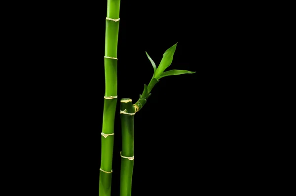 Tallos de bambú sobre fondo negro — Foto de Stock