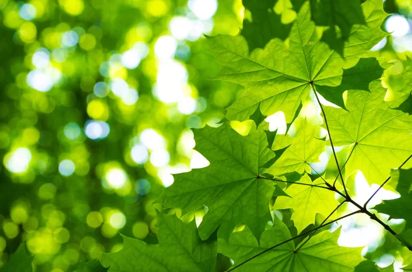 Zelené listy se sluncem — Stock fotografie